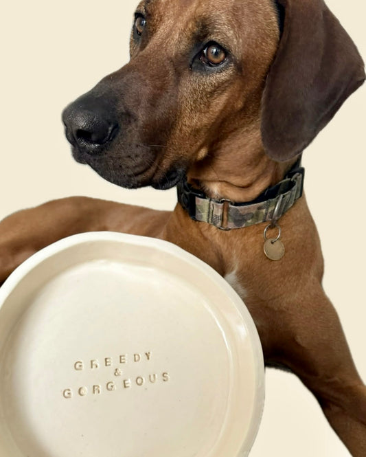 Pet Bowl